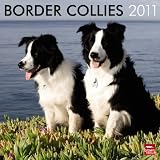 Border Collies 2011 Square 12X12 Wall Calendar (Multilingual Edition)