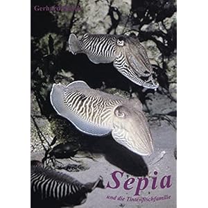 Sepia und die Tintenfischfamilie