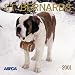 Saint Bernards 2001 Calendar