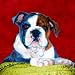 Bulldog Art Print on Canvas