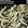 Tallis: Lamentations, Motets, String Music