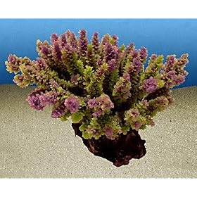 Nature's Image Artificial Corals: Brain, Green by