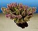 Nature's Image Artificial Corals: Brain, Green