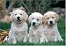 golden retriever - Golden Retriever 300 Piece Jigsaw Puzzle