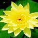 Hughes Water Gardens Yellow Hardy Waterlily (2 Plants)