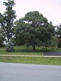 Fast Growing Royal Empress Paulowniatrees- Our Trees Were Part of an Environmental Gift Basket That Were Handed Out At the Oscars, & Were Featured on the Oprah Winfrey Show! Give the Gift That Lasts a Lifetime! Buy 6 Trees & Get 6 Trees Free For The Low Cost of $121.70 of $9.75 per Tree! Save $50..Plant Now Have Sahde By Next Summer!