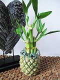 51FEv1HpJgL. SL160  9GreenBox   Live 6 Braided Lucky Bamboo Plant Arrangement w/ Handmade Pineapple Ceramic Pot