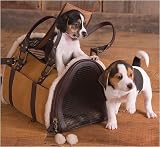 UGG Dog Carrier