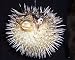 Huge Puffer Porcupine Real Blowfish Fish