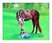 Best Friends (Quarter Horse and Australian Cattle Dog) Animals Giclee Poster Print by Rhonda Watson, 10x8