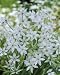 Unwins Bulbs - Ornithogalum Umbellatum 18 prepacked bulb(s)