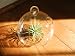 Air Plant Tillandsia with Hanging Glass Globe 4 1/2
