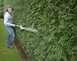 Hedge Trimming - 18W x 14H - Peel and Stick Wall Decal by Wallmonkeys