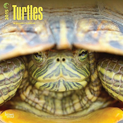 Turtles 2015 Wall Calendar