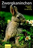 Zwergkaninchen Medium