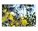 Dried Clematis Seasons Photographic Poster Print by Andrew Rubtsov, 10x8