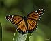 Viceroy Butterfly on Common Milkweed