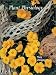 Books : Plant Physiology