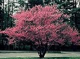 Eigenschaften tropical.garden  / Judasbaum kanadisch - Cercis canadensis 10K