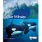 KILLER WHALES: Orca Fever.