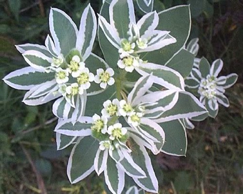 20 SNOW ON THE MOUNTAIN Euphorbia Marginata Flower Seeds 20 SNOW ON THE MOUNTAIN Euphorbia Marginata Flower Seeds