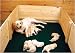 Pet Supplies : Whelping Box Liners - 48 in. x 100 in.
