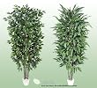 TWO 7' Artificial Trees - Very Full Ficus + Frosted Long Ficus with Real Wood Trunks