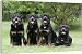 Dog - Rottweilers sitting down together - 20 Inch Canvas Print (51 cm) by Ardea
