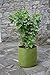 Tierra Garden 50-VIG11 Haxnicks 5.3 Gallon Vigoroot Pots, 3-Pack