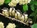 Great Tits, Five Fledgelings Perched in Row (Parus Major) Europe Art Photographic Pos...