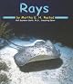 Rays (Pebble Books)