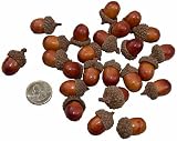 Set of 2-Package of 24 Fall Harvest Acorns