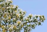 White Crape Myrtle - 18