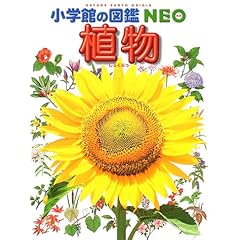 【クリックで詳細表示】植物 (小学館の図鑑NEO)： 門田 裕一， 和田 浩志， 畑中 喜秋， 岡田 比呂実： 本