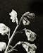 Coral Bell by David Roseburg - 24