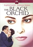 The Black Orchid