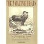 The Amazing Brain