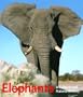 Elephants (English)