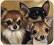 Fiddlers Elbow- CHIHUAHUA MOUSE PAD