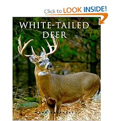 White-Tailed Deer