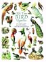 Old-Time Bird Vignettes in Full Color