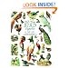 Old-Time Bird Vignettes in Full Color