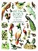 Old-Time Bird Vignettes in Full Color