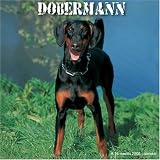 Dobermann 2008 Wall Calendar