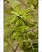 Photographic Prints of Hornbeam in fruit, showing large bracts from Ardea Wildlife Pets