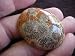S3006 Mix Color Natural Coral Fossil Agate Flower CAB