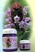 Self Heal Perennial 4 Plants