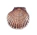 Scallop Shell Hidden Doorbell