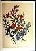 C1991 Ornamental Flowers Lobelia Fulgens Colorata