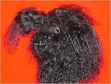 Poodle (Black Tibetan Lamb) Putter Cover